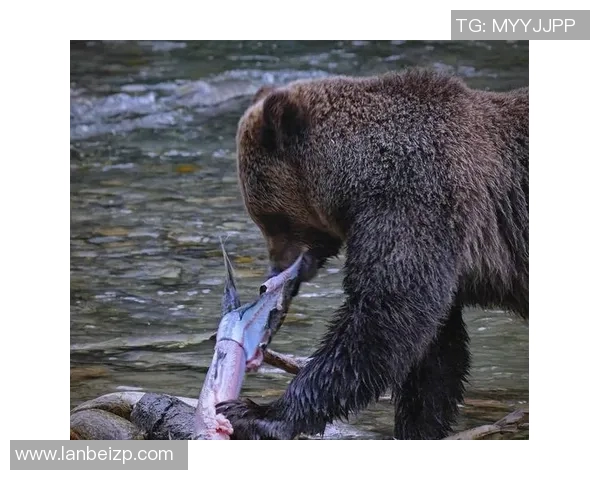 灰熊栖息地的生态保护与人类活动的平衡探索